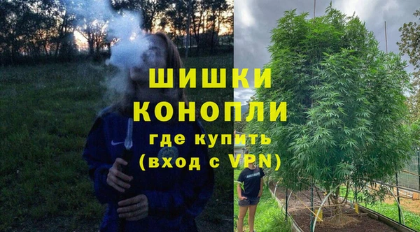 прущие грибы Елизово
